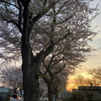 昨日のきれいな夕焼け🧡桜とのコラボも素敵