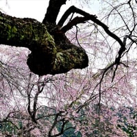 一石栃の枝垂れ桜
