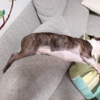 脱走犯マルちゃん