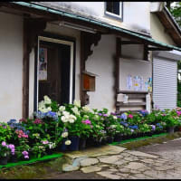 「能護寺」の アジサイ