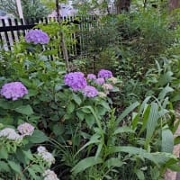 アジサイの花、高麗神社で