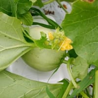 2025/07/05 メロンの摘果・ツル伸ばしとセカンドキャベツの収穫