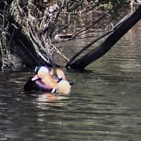 嶺公園の野鳥
