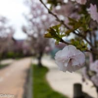 桜の続き、、