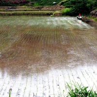 田植え終了とアコ－スティックギタ－コンサ－ト