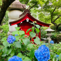 紫陽花。