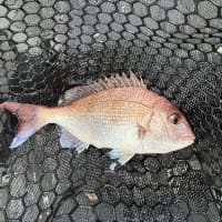 俺のタイ（？）釣り日記　Season7.5　第5期関門海峡海戦