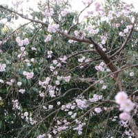 「八重紅枝垂」開花