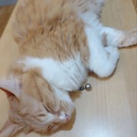 いいのか？看板猫。