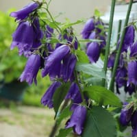 青花のホタルブクロ（サラストロ）は、今年は１０本咲きました。