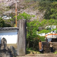 清水区興津　清見寺の桜と列車　その２（２０２４年４月）