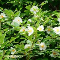 相武台グリンパークで「ナツツバキ」が白い5弁花を披露中！！