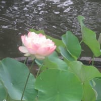 府中郷土の森　蓮池に行くも　見ごろを逸した