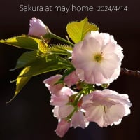 我が家の桜！
