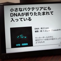 三島遺伝研　DNA 検出