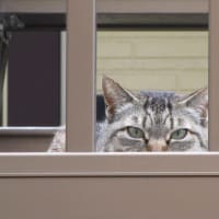 猫とバラとクレマチス