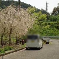 西山の郷のブロッサム　ウワミズザクラ・ナシ・ギョイコウ・トキワマンサク etc.