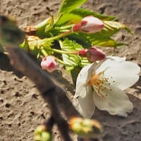 咲いた・咲いた・桜が咲いた～八千代市緑が丘