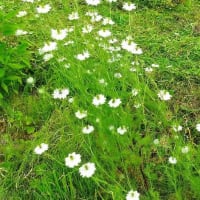 ニゲラの花「蕾から種まで」