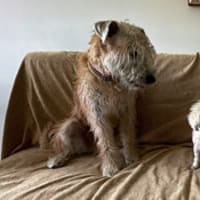 常勤看板犬のポン太が、突然、虹の橋を渡ってしまいました。