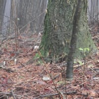 ヒトツボクロに蕾