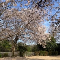 久しぶりに公園まで桜を見に行った