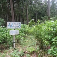 みちのくアジサイ園に行く。