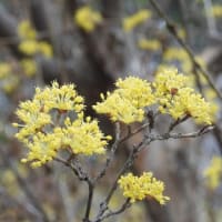 大仙公園（２０２５年３月１７日）