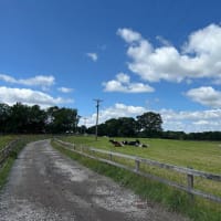 のどかな夏の放牧場、余生をのんびり過ごすウマ、冬までに出荷される子ウシを囲んで憩うウシ