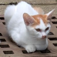 飢えてた子猫