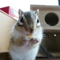 「りすちゃんのまんま」を食べる