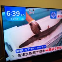 富山でアリゲーターが―が捕獲された‼