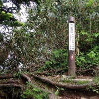 花の苗場山②　小赤沢コース・つらいのは６～８合目　2025/07/12