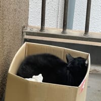 医療用ウィッグのご試着について