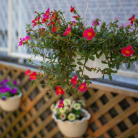 花の植え替え