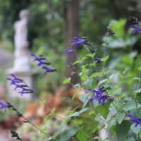 ☆きのうきょうの庭バラ＆青い庭花＆芝刈り後の庭