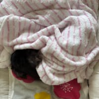 鰹の漬け丼かこさん風☆厚揚げのそぼろ餡かけ☆サラダ