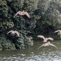 06/21探鳥記録写真：２０２５年１月に出会った鳥たち②