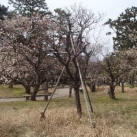 白山公園の梅