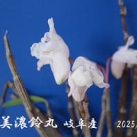 　石斛　せっこく　セッコク　菊　令和７年5月２５日