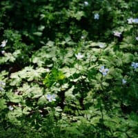 赤塚公園でニリンソウが咲きました！（2024.3.27撮影）