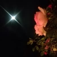 月夜のアリア