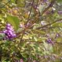 京極夏彦 続 後 巷説百物語 風薫る道 京極夏彦 続 後 巷説百物語 風薫る道
