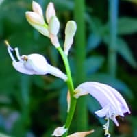 ７月始めに。薄紫２３･２４番咲いて儚く散って
