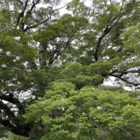 夏の風物詩、遊留里のホタルツアー