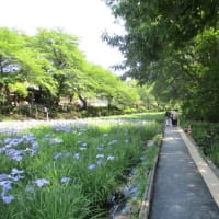 ～赤堀菖蒲園・菖蒲が咲きました～