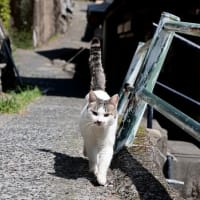 九州F島の猫たち　2025年4月　その14