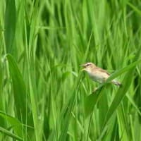毎年この辺りで、コヨシキリ。