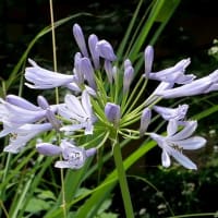 長居植物園の“ヘメロカリスの花”たち！