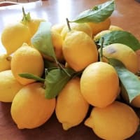今が旬　無農薬　レモンとタロッコオレンジ　自家製ジャム 